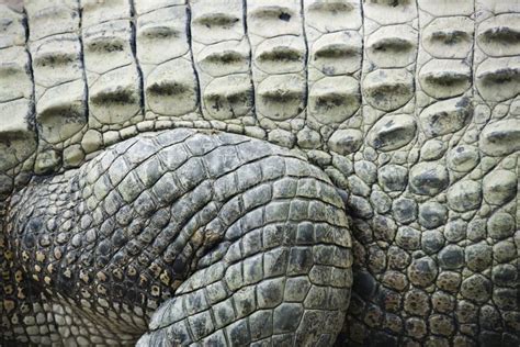 Crocodile skin. stock photo. Image of texture, reptile - 4485726