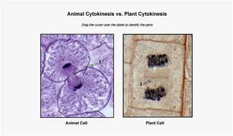 Plant Cytokinesis Images - Cytokinesis In Plant Cells Microscope Transparent PNG - 600x450 ...