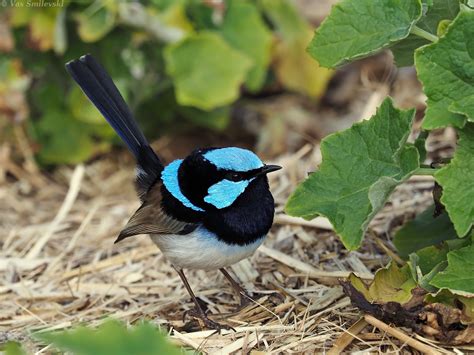 Male Superb Fairy-wren | BIRDS in BACKYARDS