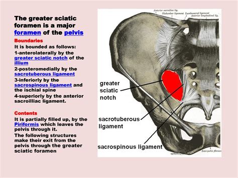 Greater Sciatic Foramen