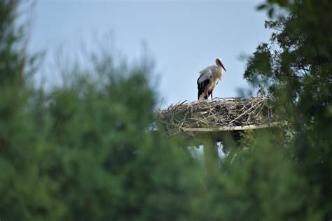 White stork nesting - ZooChat