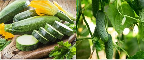 Zucchini VS Cucumber: What Makes Them Different? - Naturally Daily