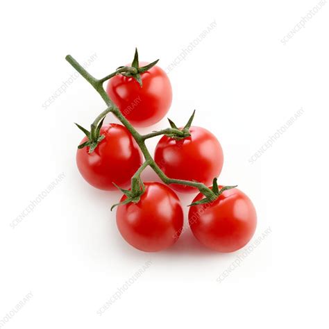 Cherry tomatoes on the vine - Stock Image - F020/5937 - Science Photo Library