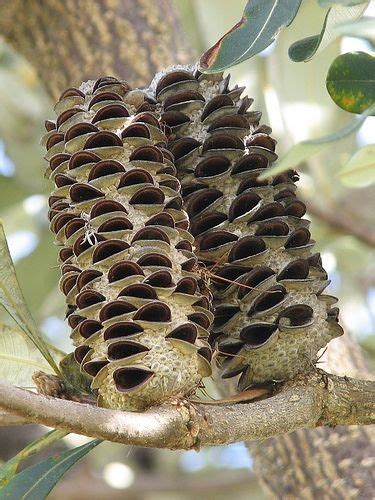 Old Mates | Seed pods, Seeds, Plants