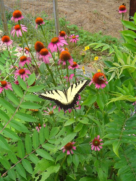 Echinacea purpurea - Rachel's Native Plants