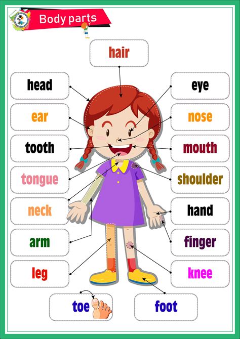 Body Parts English Activities For Kids, Learning English For Kids, English Worksheets For Kids ...