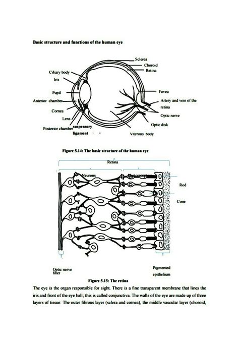 SOLUTION: Basic structure and functions of the human eye - Studypool