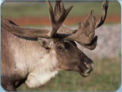 Caribou | Animals beautiful, Animal pictures, Animals and pets