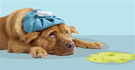 Dog Vomiting: Treatment At Home - Dogs Naturally