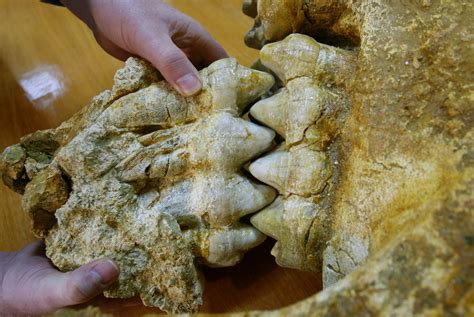 10,000-Year-Old Mastodon Tooth Found By Michigan Boy Is ‘Great Reminder’ Of North America’s ...