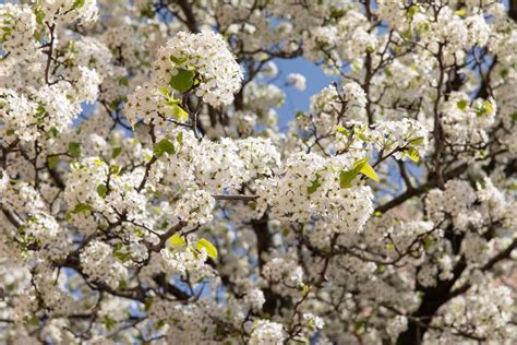 How to Grow and Care for a Callery Pear Tree