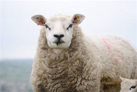 Texel Sheep ~ Everything You Need to Know - Rural Living Today