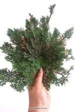 Rose of Jericho Care - How to Grow a Resurrection Plant