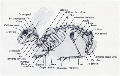 Épinglé sur Skeleton