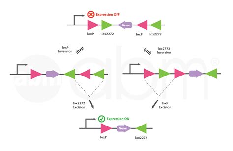 Cre-Lox Recombination – Introduction | abm Inc.