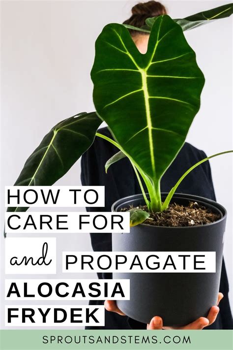 Easy Alocasia Frydek Care and Propagation: Everything You Need to Know! in 2021 | Alocasia plant ...