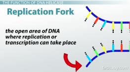 Quiz & Worksheet - Role & Function of DNA Helicase | Study.com