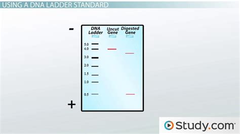 Agarose Gel Electrophoresis: Results Analysis - Video & Lesson Transcript | Study.com