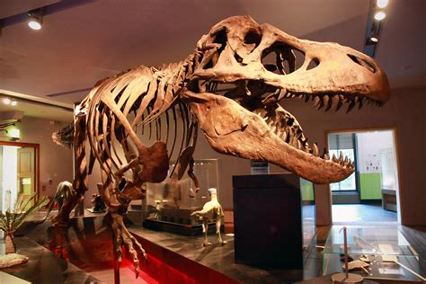 T-Rex Skeleton | at Hancock Museum, Newcastle Upon Tyne | Ardy Hadinata Kurniawan | Flickr