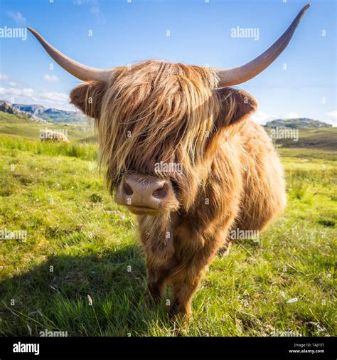 Scottish Highland Bull with long hair covering face Stock Photo - Alamy