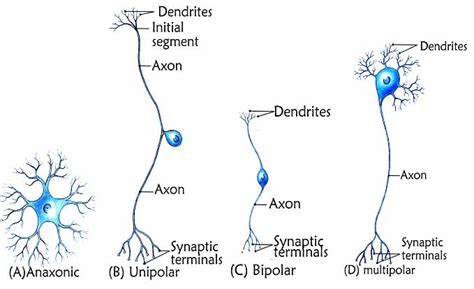 Neurons - MYPsychsite