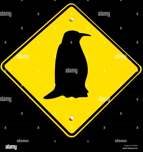 Attention bird flu hi-res stock photography and images - Alamy