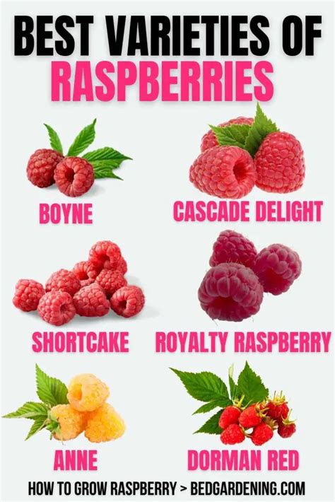 HOW TO GROW RASPBERRIES IN RAISED BEDS? – Bed Gardening