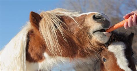 Can Horses Eat Carrots? - National Equine