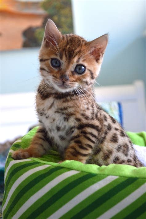 Our New Bengal Kitten