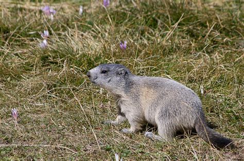 Baby marmot by Duwacell on DeviantArt