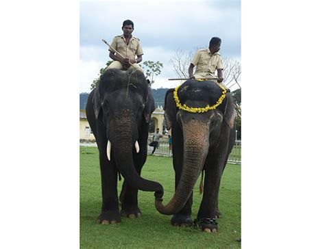 Second batch of five Dasara elephants arrives at Mysore Palace - Star ...