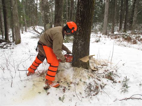 A Guide to Tree Felling Equipment and Chainsaw Gear