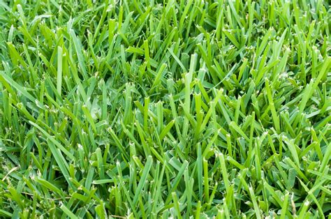 St Augustine Grass Lawn Care - Clark's | St Augustine Lawn Calendar