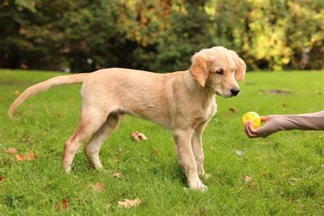 Golden retriever training Stock Photos, Royalty Free Golden retriever ...