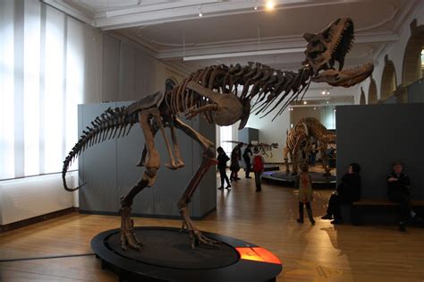 Image - Carnotaurus skeleton in Bonn.jpg | Dinopedia | FANDOM powered by Wikia