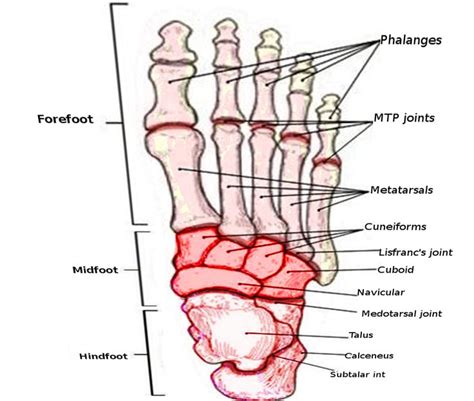 Anatomy, Bony Pelvis and Lower Limb, Foot Joints Article | Lower limb ...