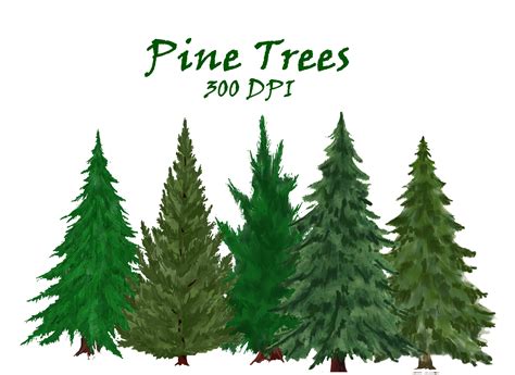 Pine Trees Watercolor Clipart. Fir Trees PNG. Evergreen Tree - Etsy ...