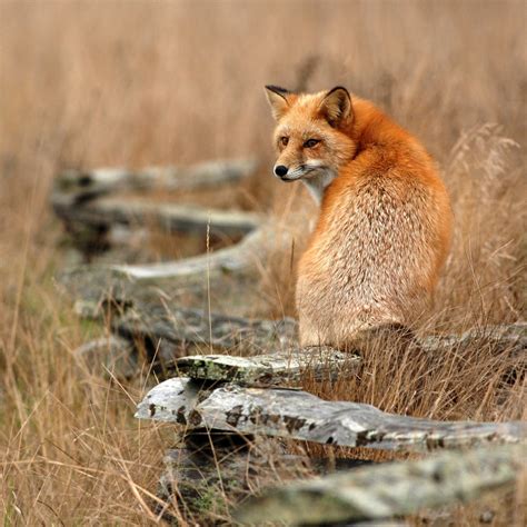 Coyote / Coywolf Tracking Becomes Red Fox Tracking – The Withywindle ...