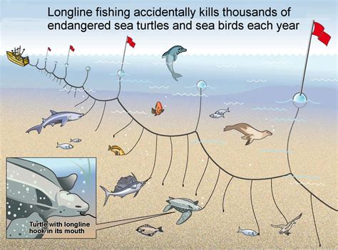 Commercial Overfishing: Bycatch