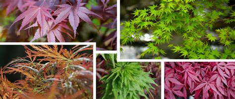 Japanese Maples | Varieties | California SummerWinds Nursery