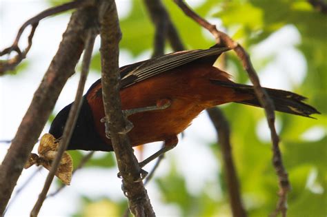 All of Nature: Orchard Orioles Nesting