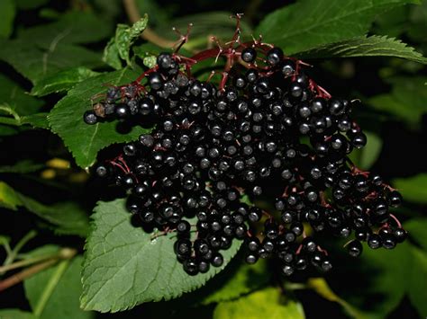 Live Colorado: Elderberry