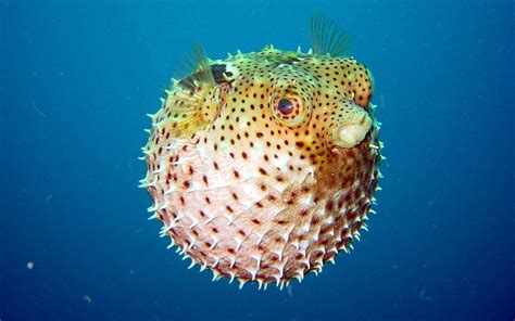 Pufferfish Wallpaper HD 18897 - Baltana