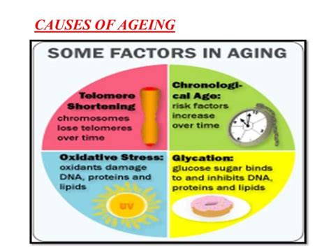 Human ageing process