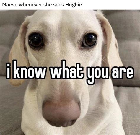 Maeve whenever she sees Hughie | I Know What You Are | Know Your Meme