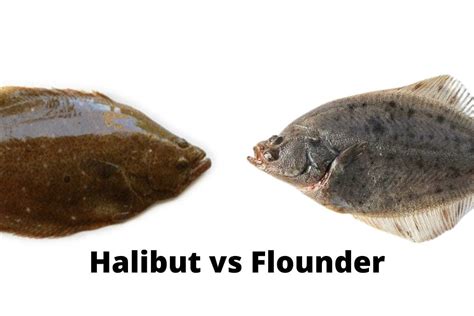 Halibut vs Flounder - What's the Difference? - Topsail Angler