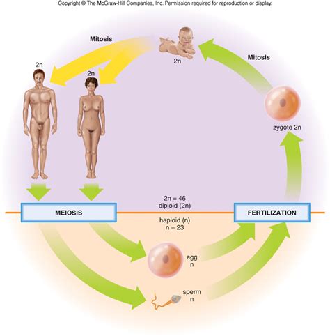 Module 2 Part C Cell division and Reproduction