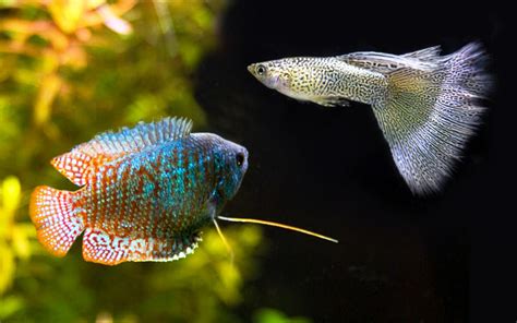 Blue Gourami Tank Mates