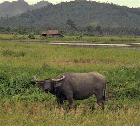 Carabao in rice field; Baler, Philippines | Carabao in rice … | Flickr