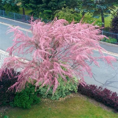 Bonsai Tamarisk Tree Tamarix ramosissima - Bagwani Nursery-India's ...